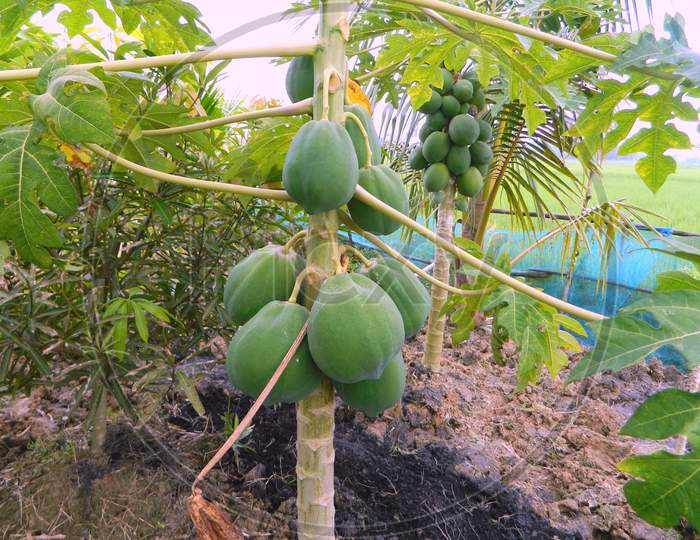 Papaya Trees with Papayas