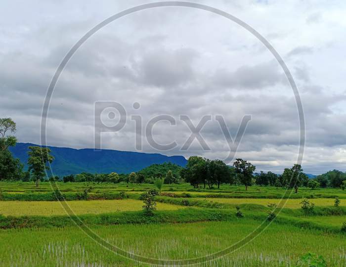 Green paddy field.