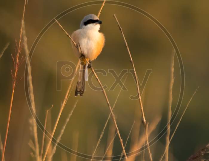 Long-Tailed Shrike Perched On A Reed