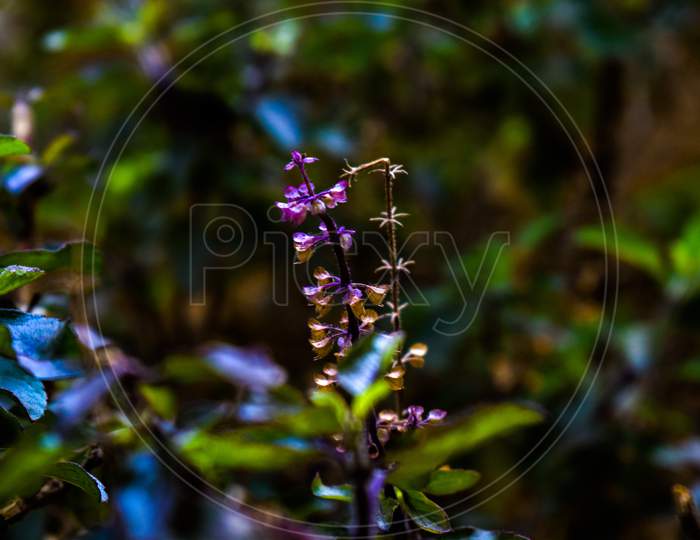 Colorful Picture Of Holy Basil With Flowers And Leaves All Around
