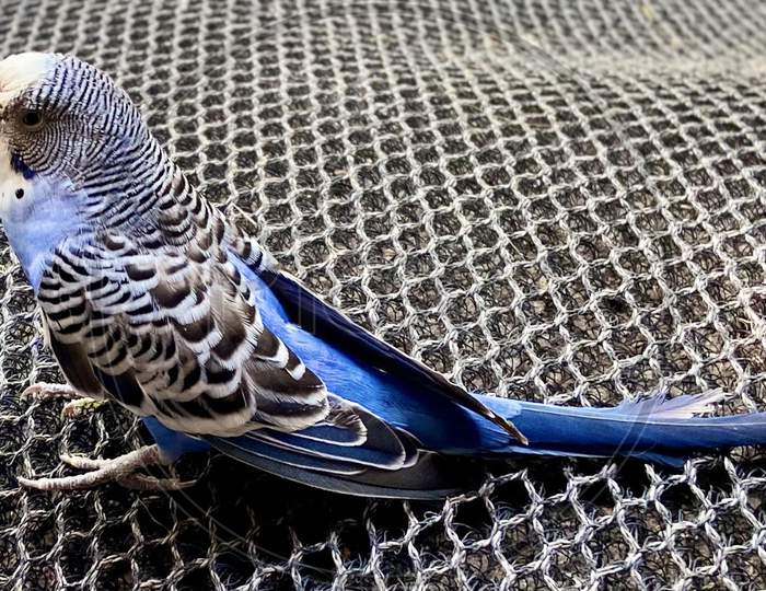 beautiful unique bird