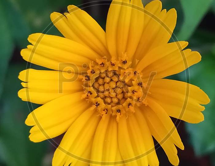 A Yellow Beautiful Flower