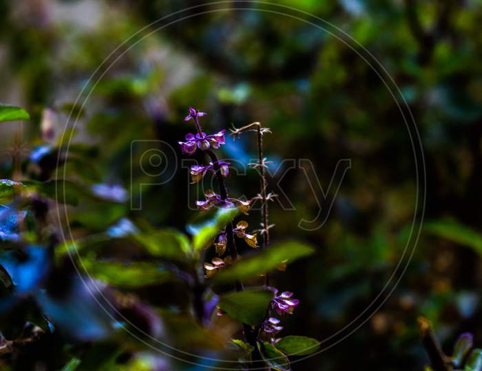 Colorful Picture Of Holy Basil With Flowers And Leaves All Around