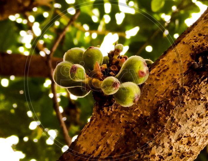 Cluster fig fruit on the tree