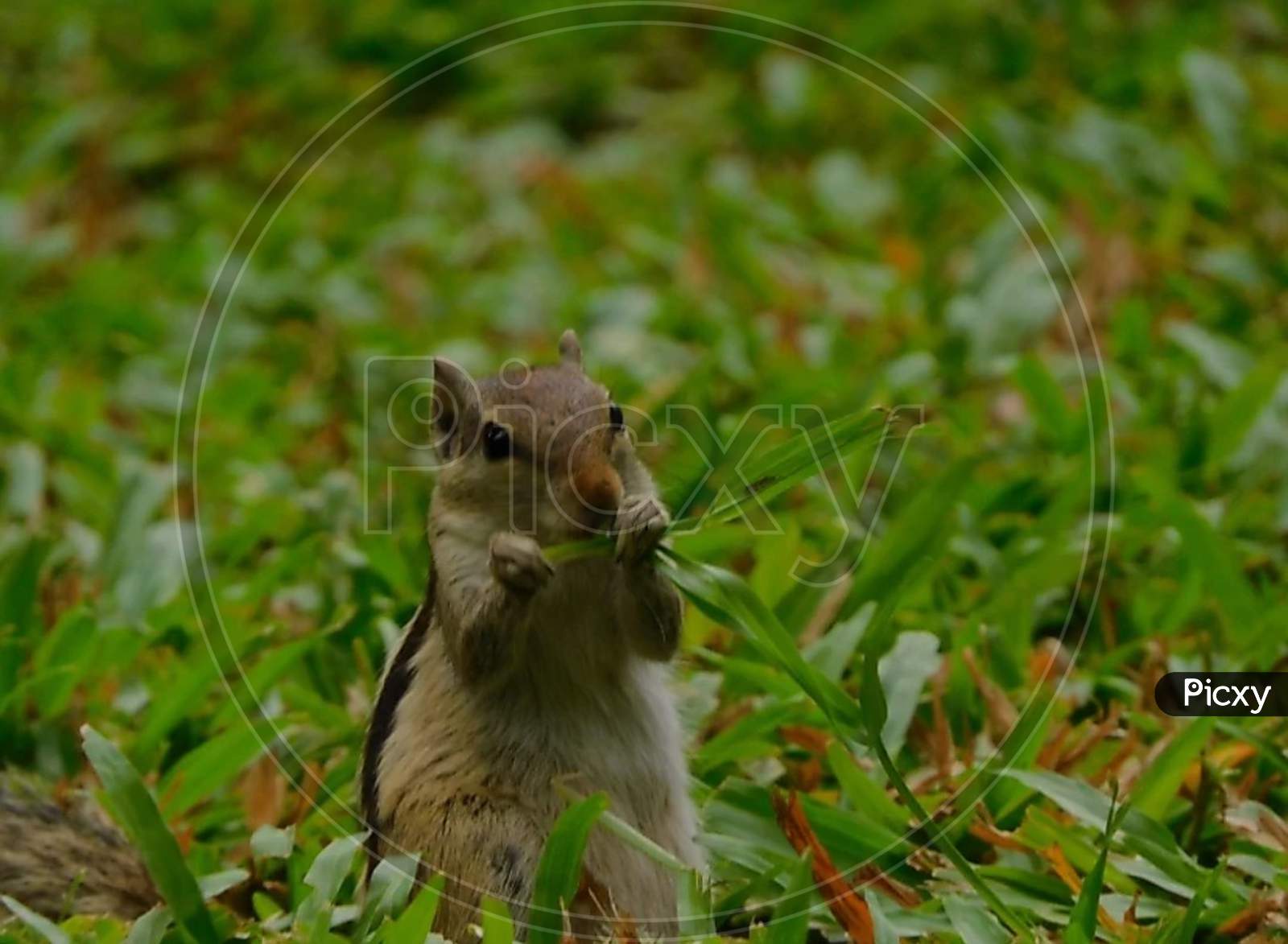 Squirrel eating grass