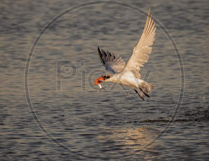 Common Tern Flying Away With Catch