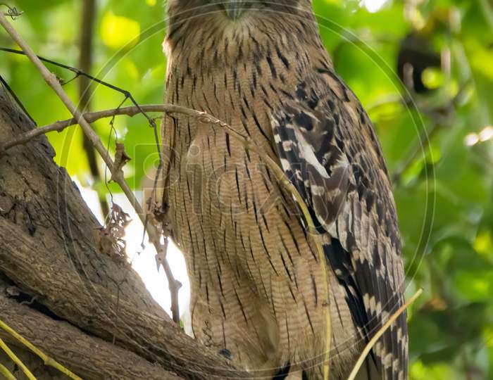 Brown Fish Owl On A Branch