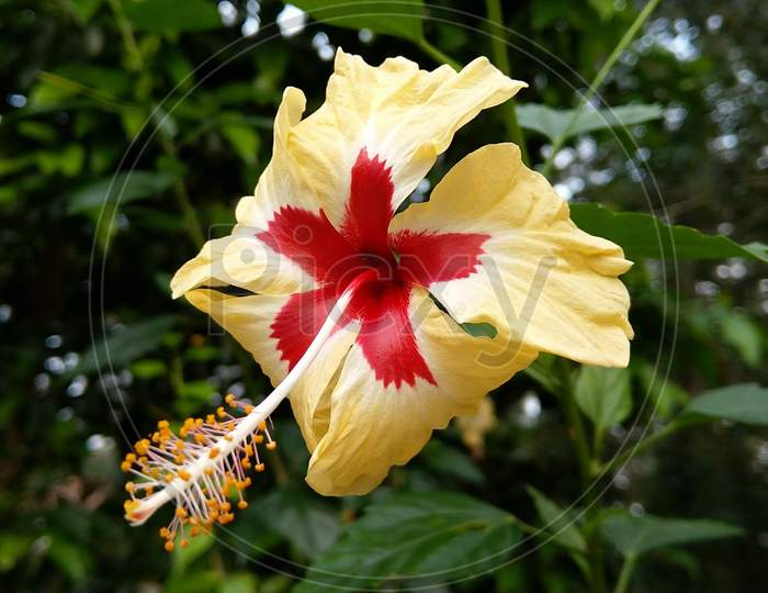 A Chinese Hibiscus Flower