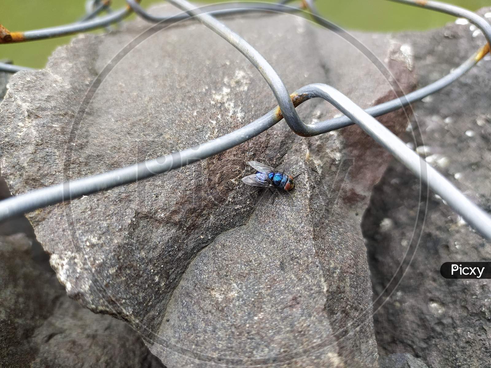 Blue bottle fly images