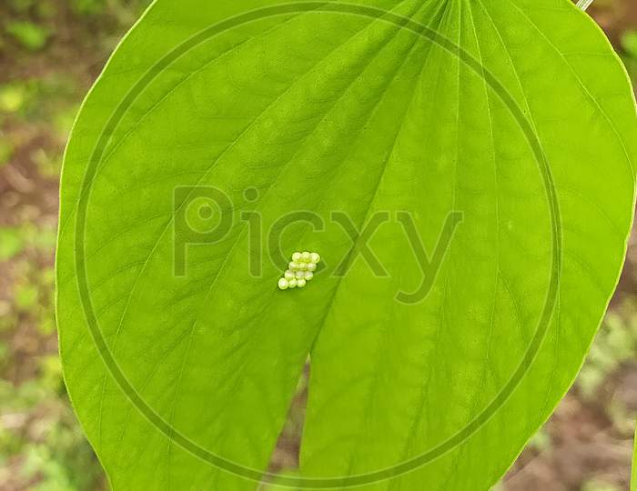 Close up view of a Group of green insect (moth or butterfly) eggs under a leaf