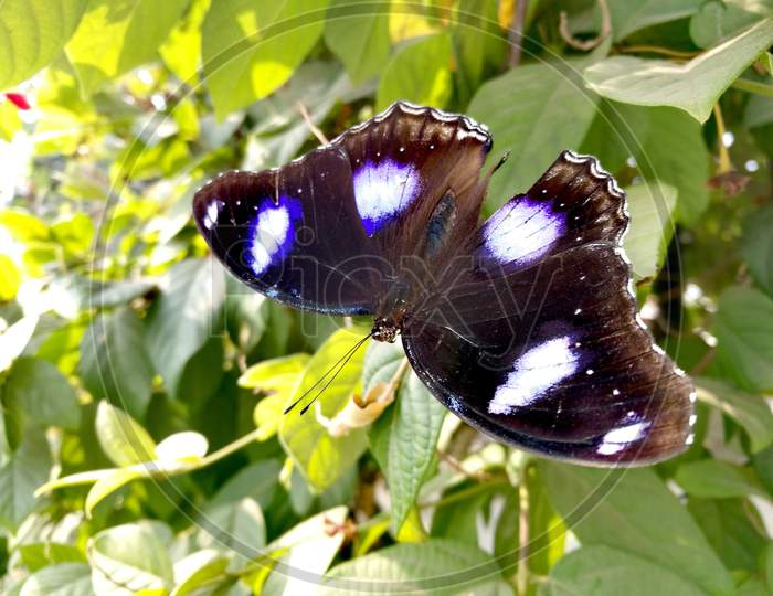 Butterfly black