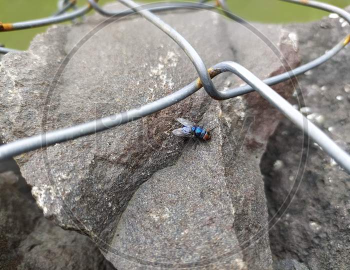 Blue bottle fly images