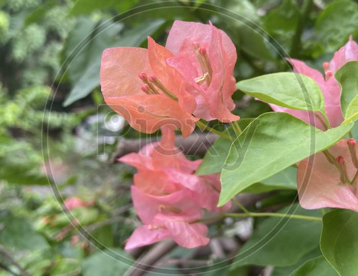 light pink bougainvillea