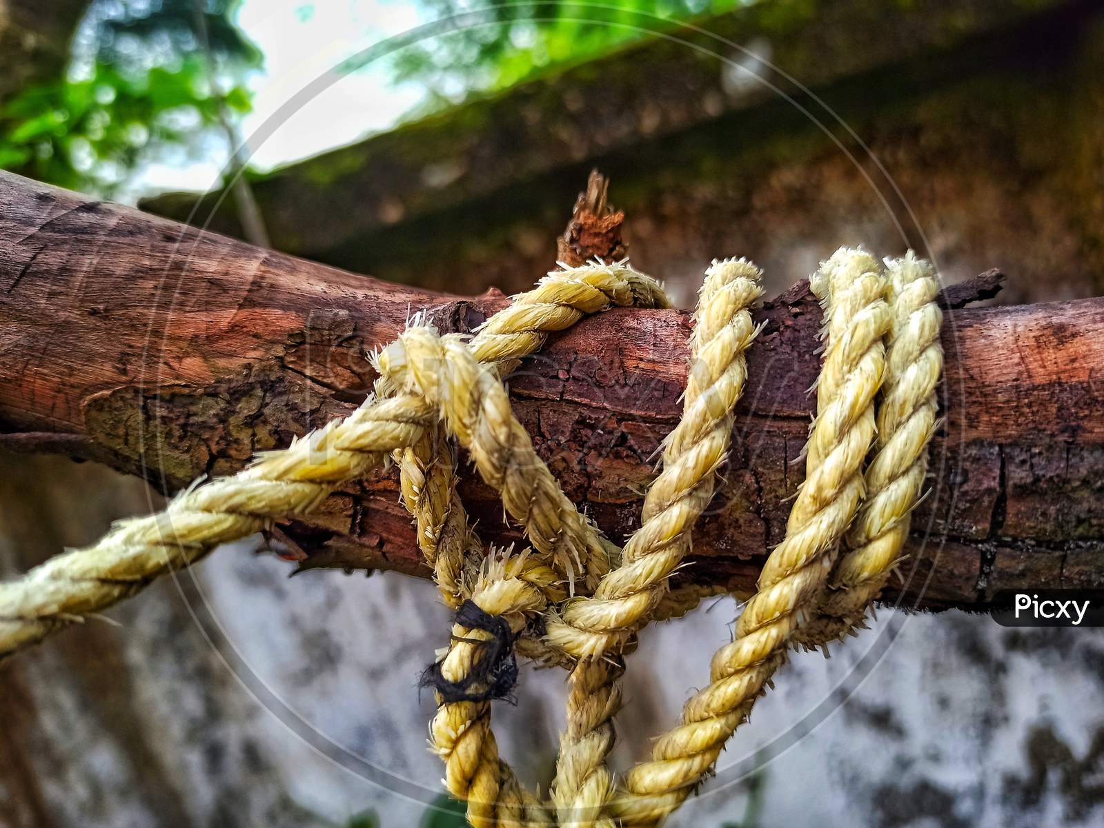 An old yellow rope tied in an old dry branch of a tree.