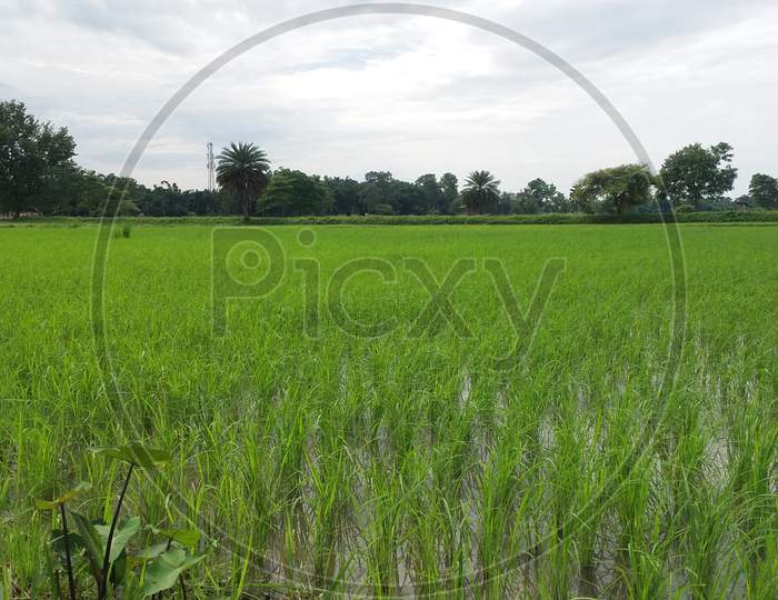 Growth rice field village assam