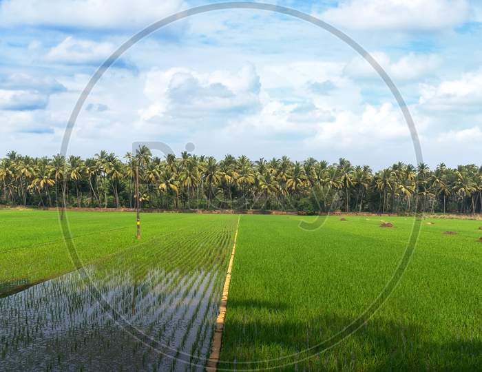 Rice Cultivation On The Plantation Between The Palm Groves In The Southern Countries Of Asia