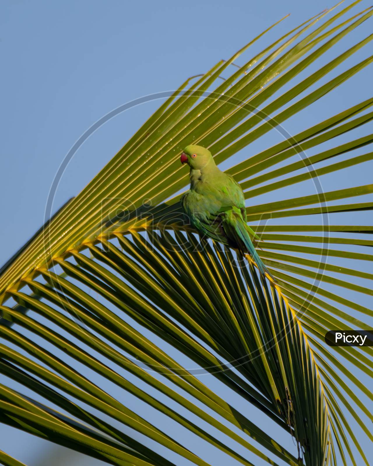 Rose-Ringed Parakeet On A Palm Frond