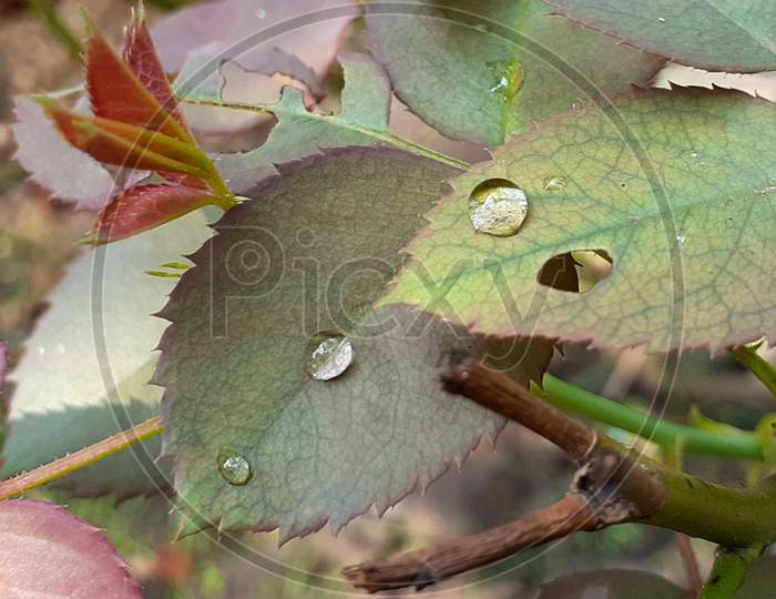 Beautiful water drop on leaf