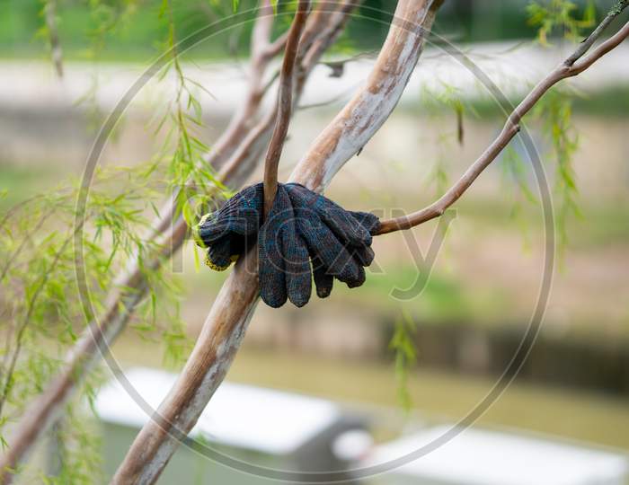 Workers Hand Glove Kept Hanging On A Tree Branch