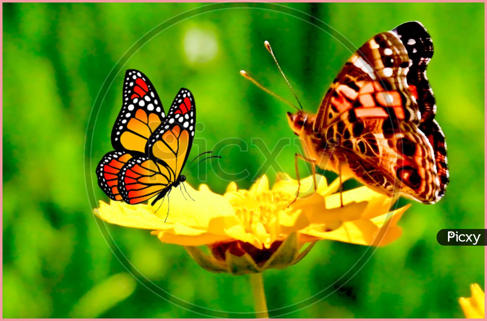 two butterflies eat breakfast on the beautiful yellow sunflowers