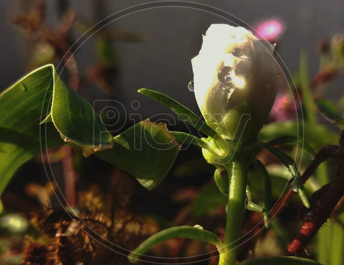 Beautiful white moss rose purslane flower