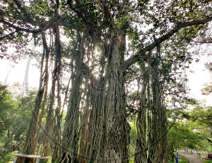Beautiful view of very old Banyan tree at parnera hill