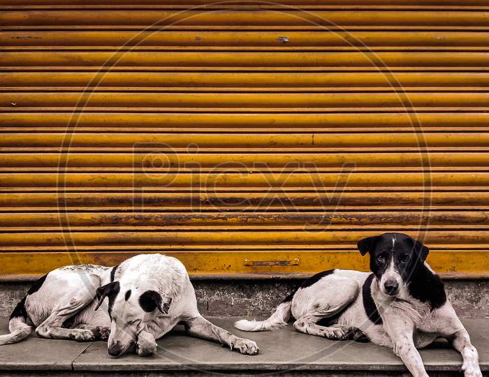 Dogs sitting in the closed shop