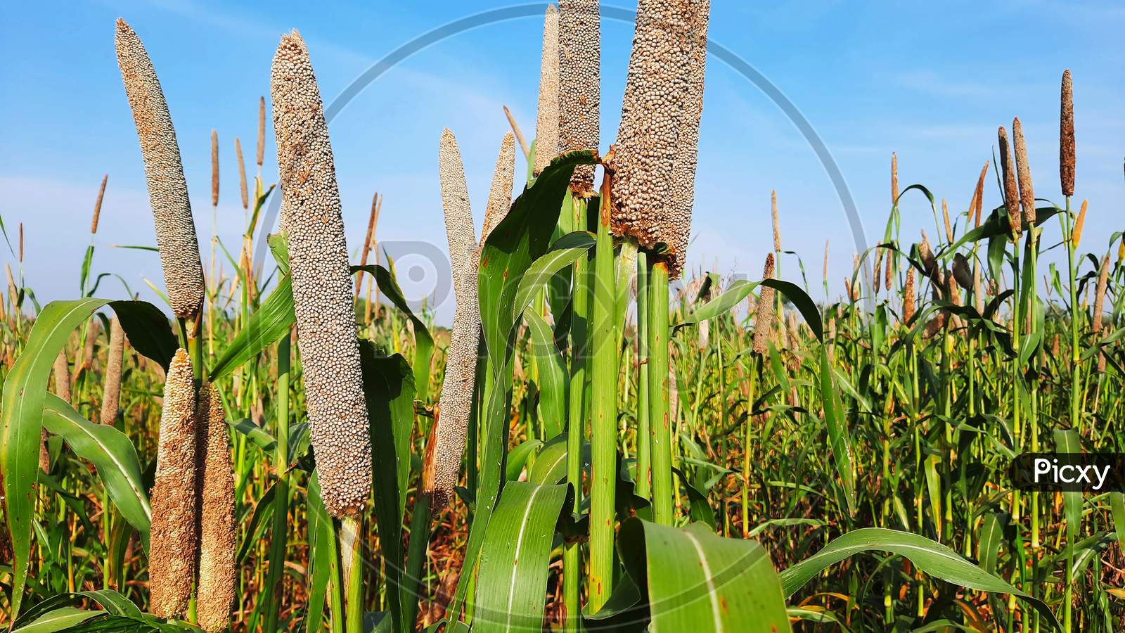 Pearl Millet Or Bajra Green Plant In A Farm Of India