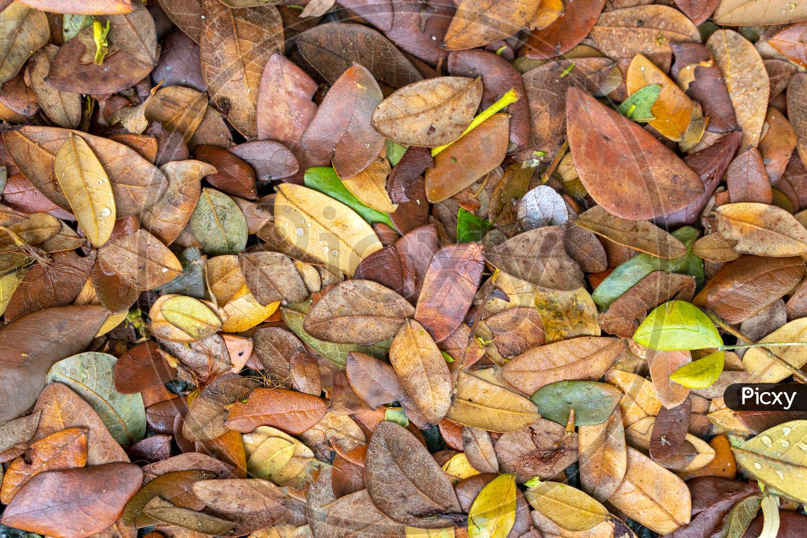 Dried Leaves On The Ground In Autumn