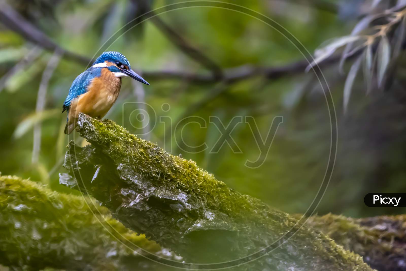 A colorful kingfisher sitting on a tree in a pond at the nature reserve Mönchbruch next to Frankfurt, Germany at a sunny day in summer.