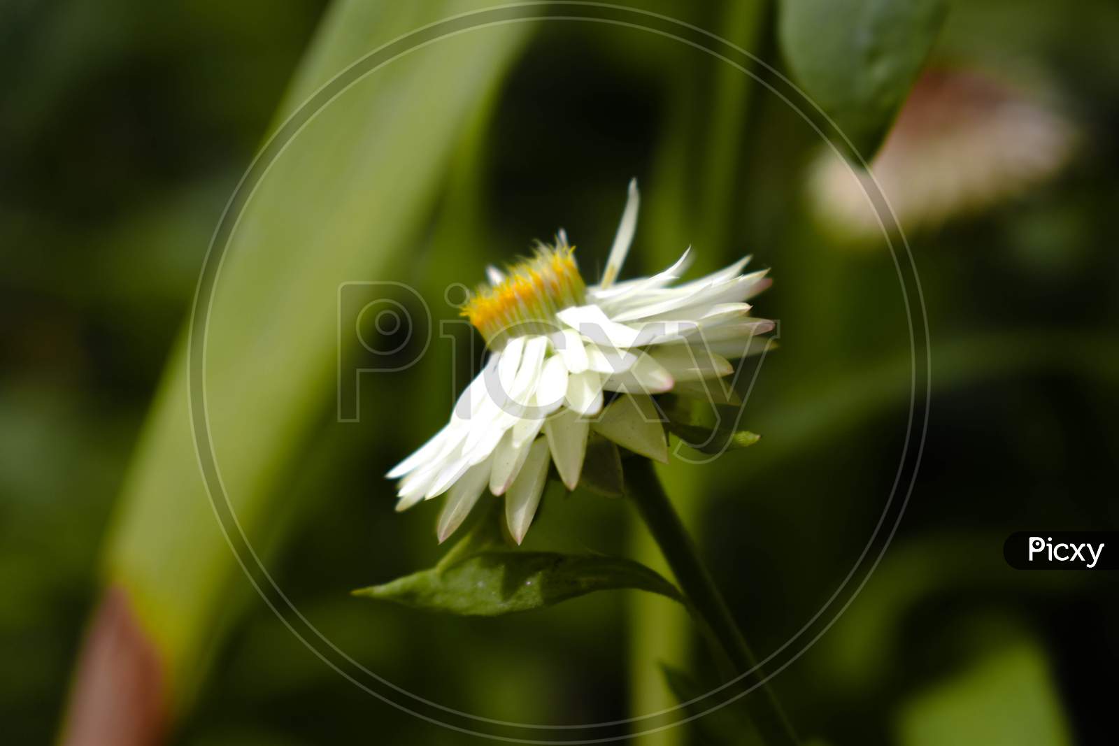 Close-up of a white flower.