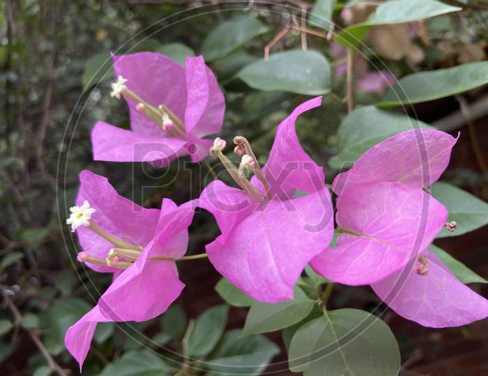 magenta colour flower
