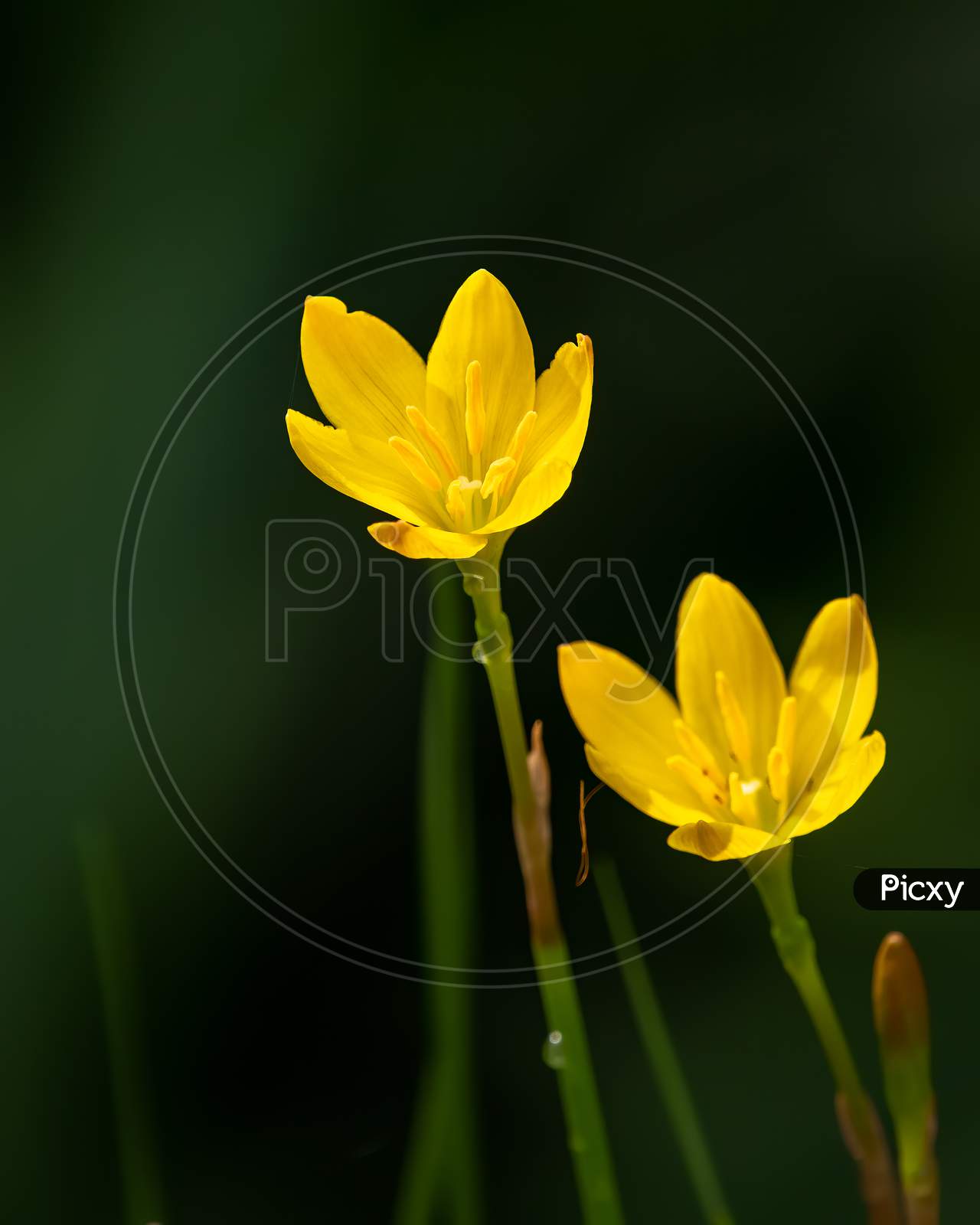 Yellow Rain Lily Flowers Glowing In Sunlight