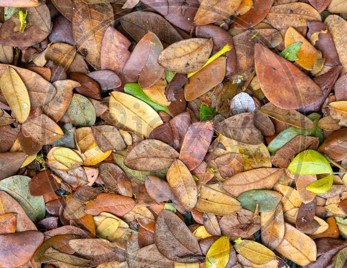 Dried Leaves On The Ground In Autumn