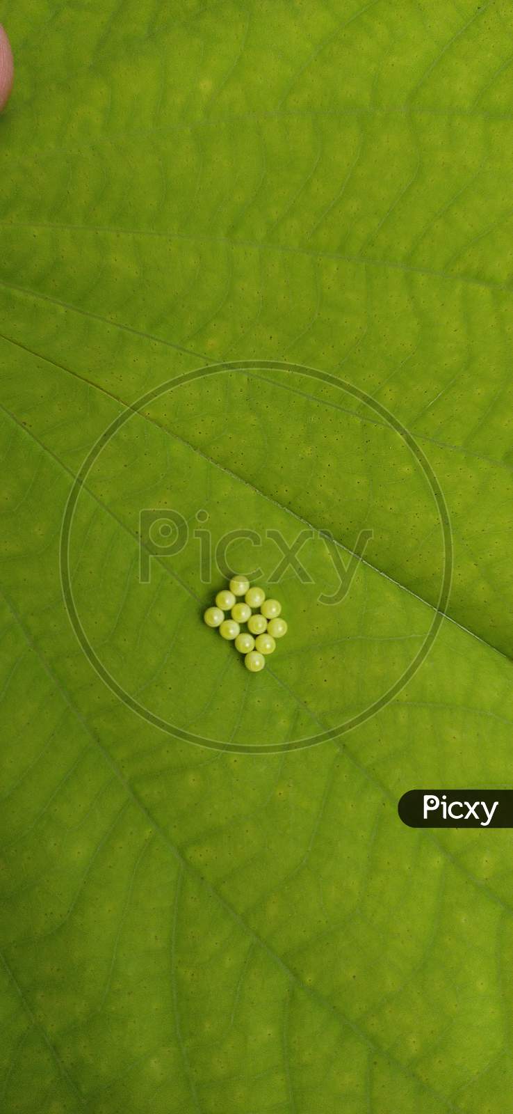 Close up view of eggs under a leaf