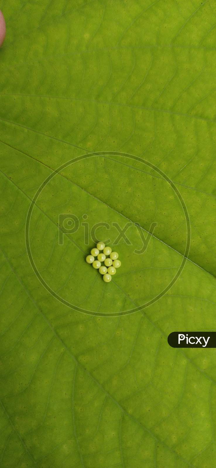 Image Of Close Up View Of Eggs Under A Leaf HE370356 Picxy   F7891b0ee0df31d5f0861fe2cb7789c9 