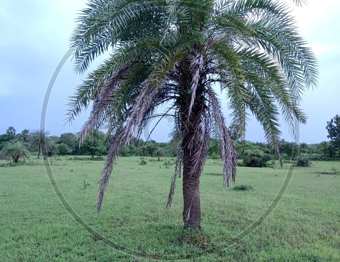 Beautiful Wild tree, date palm  (खजूर)