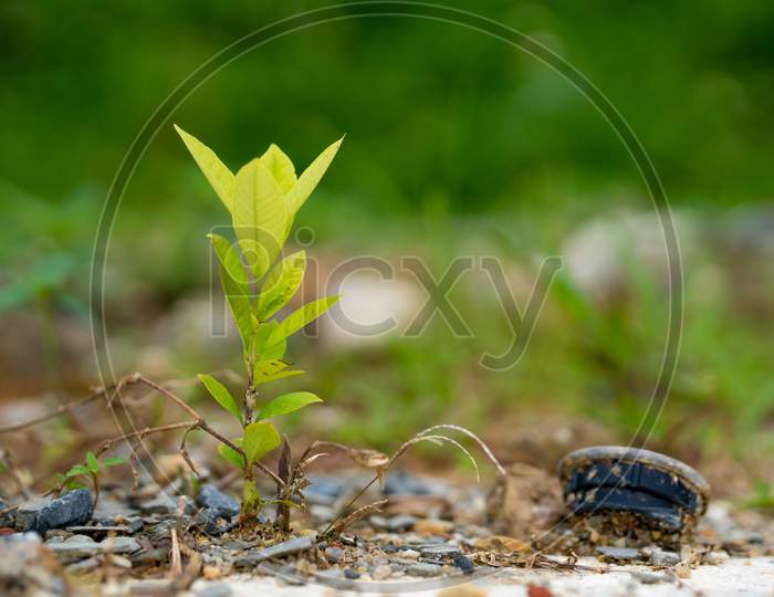 Young Plant Growing Amidst Rocky Soil