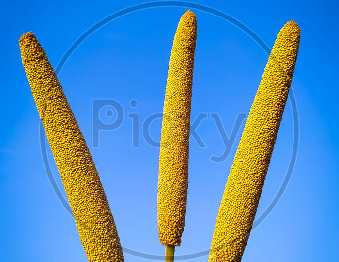 Three Ears Of Millet On Blue Background