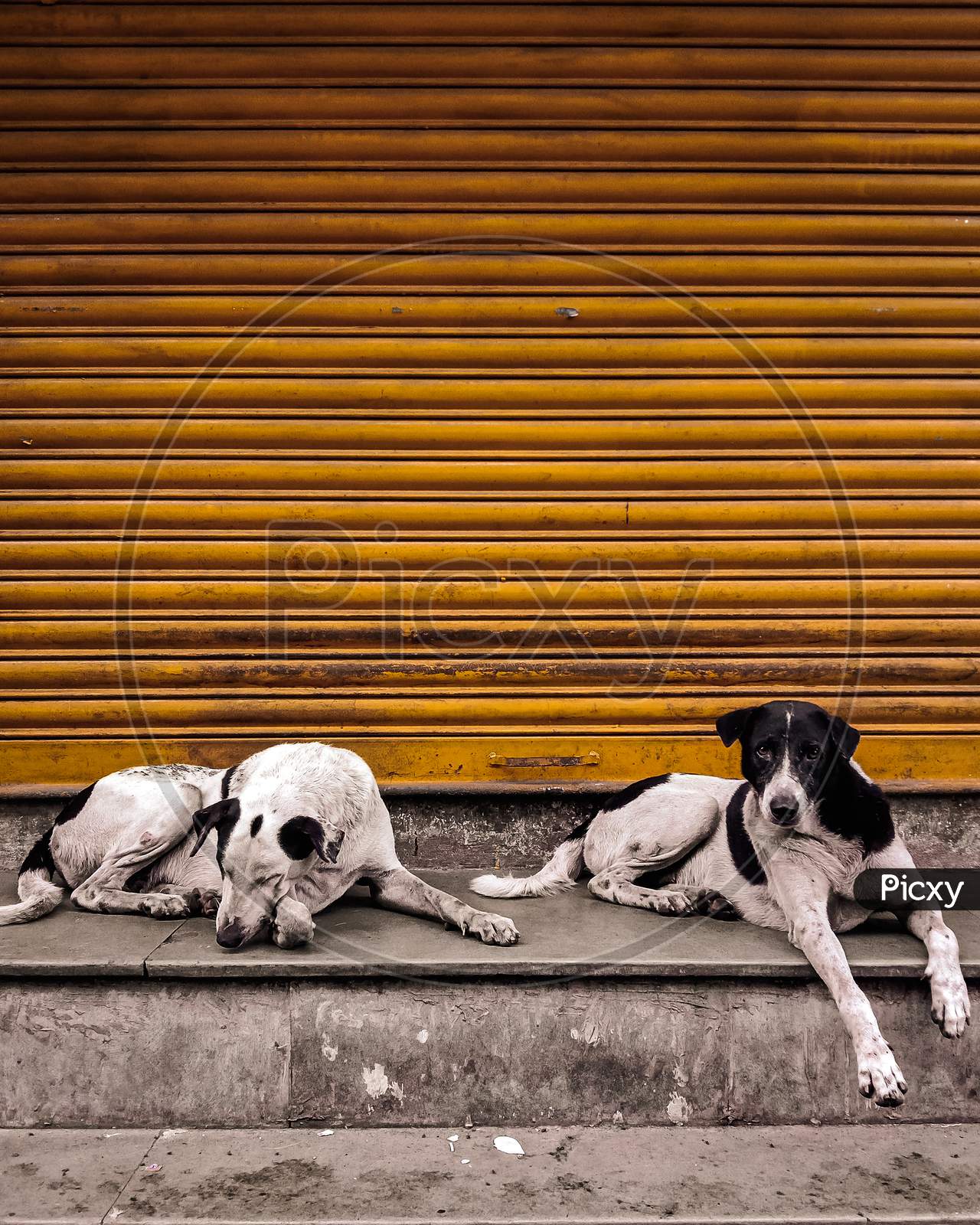 Dogs sitting in the closed shop