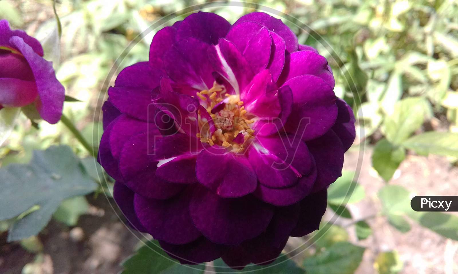 purple rose HD