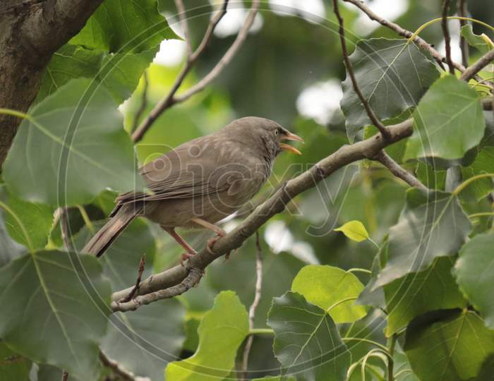 Northern Mocking Bird On The Branch