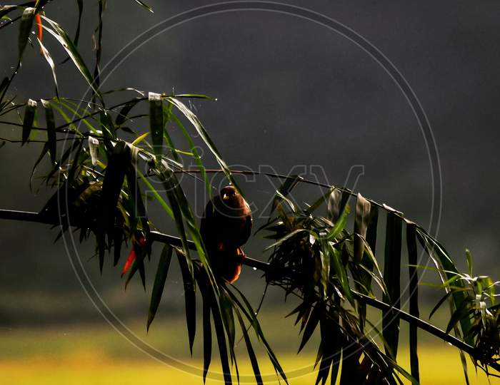 Bird on a bamboo branch