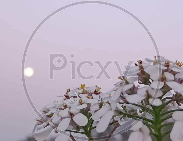 White flower with moon
