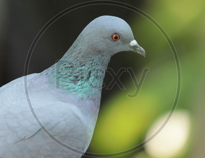 Pigeon in a thoughtful mood