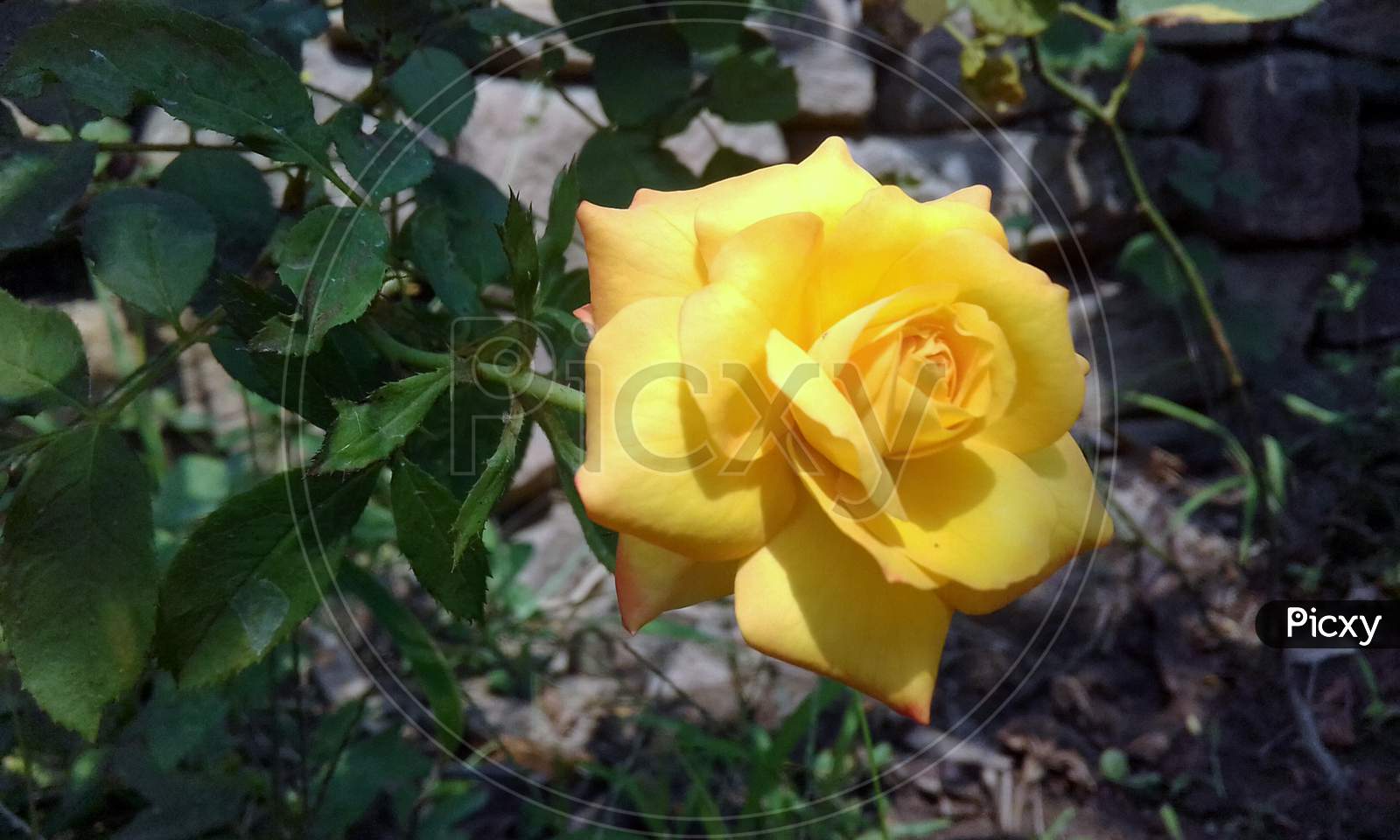 roses of different color(Pink white and yellow)