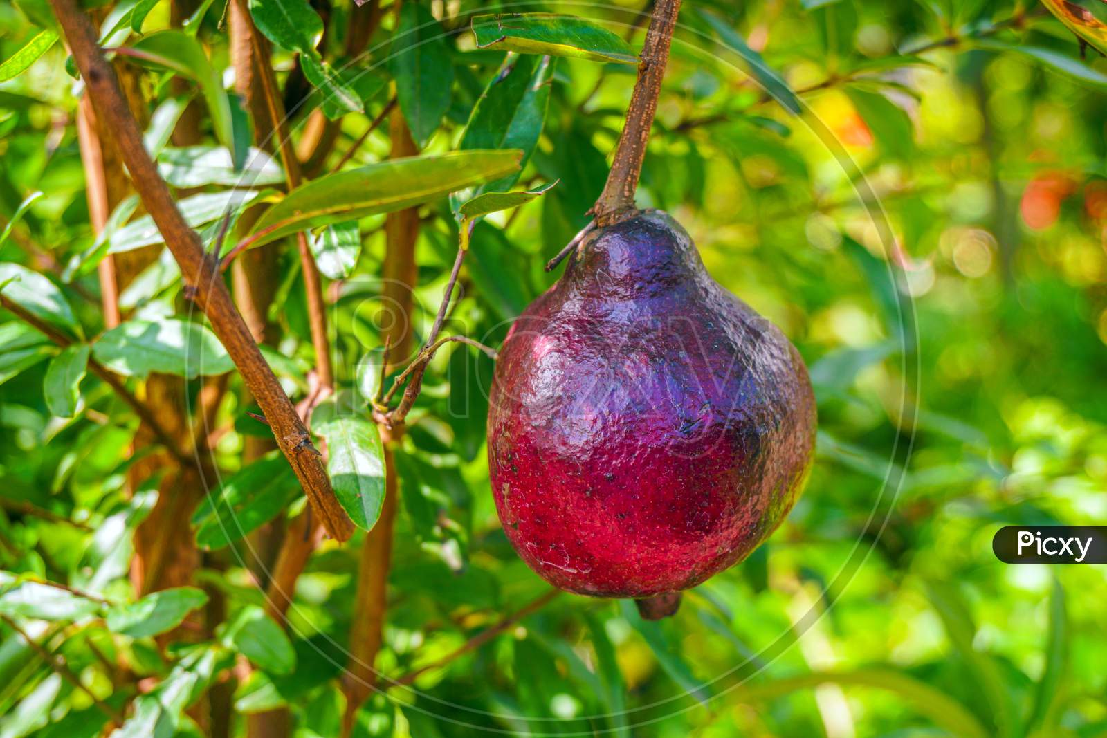 The Red Pomegranate (Punica Granatum) Growing In Your Garden.