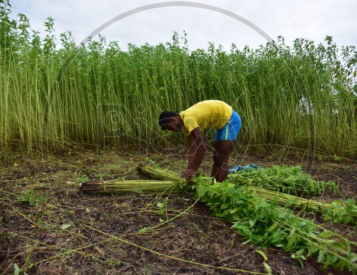 Farmer Works In a Jute  Field At A Village In Nagaon District Of Assam On Sept 26,2020.