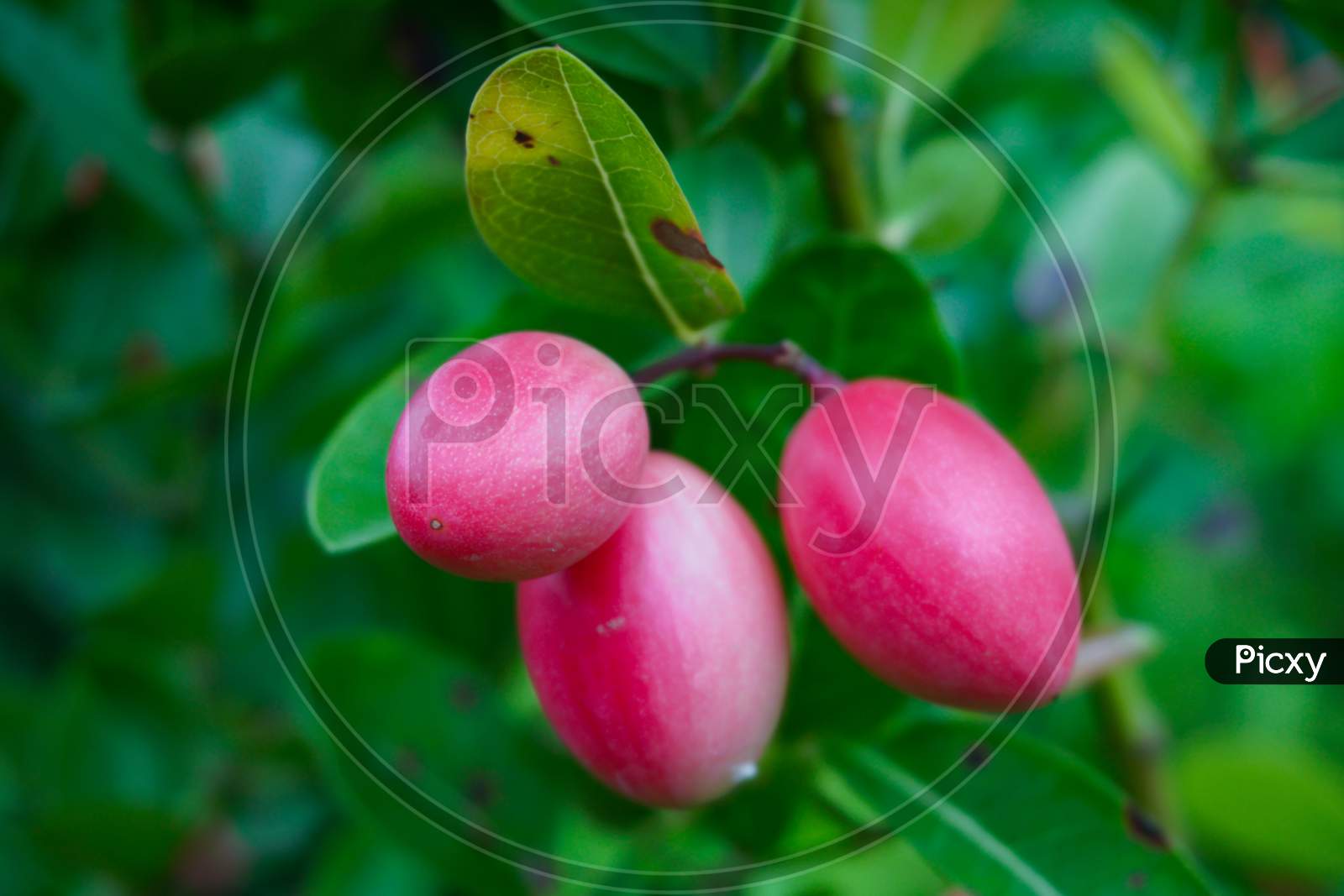 Carissa Carandas Or Karonda Are White And Red With Green Leaves. A Small Fruit In The Summer Of Bangladesh. And Have Medicinal Properties. High Vitamin C When Swine.