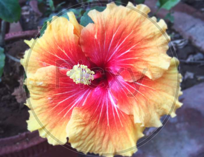 hibiscus of two colours
